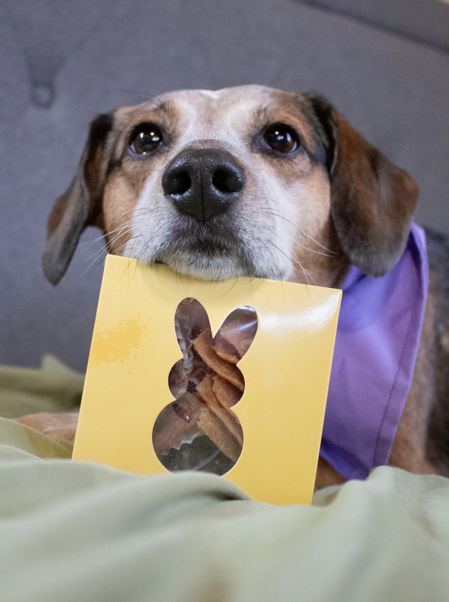 Bunny Boxes PRE-ORDER (Ships by 3/20/26)