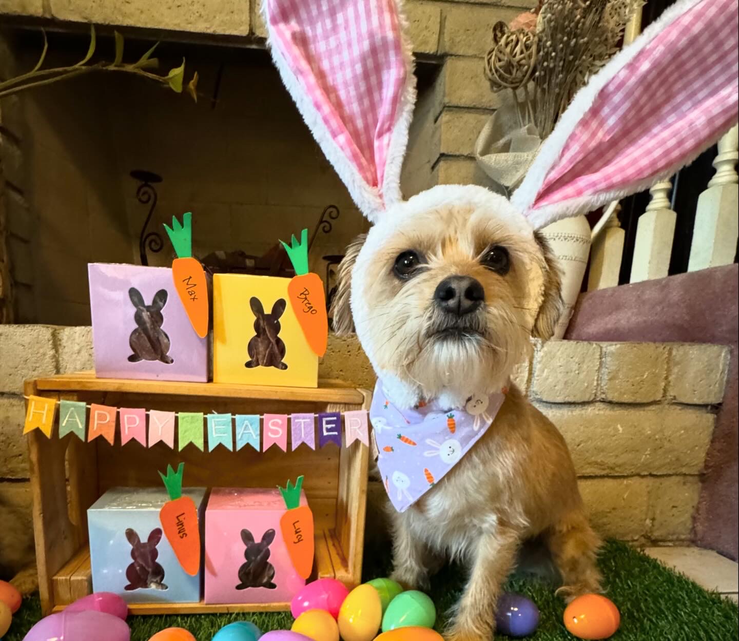 Bunny Boxes PRE-ORDER (Ships by 3/20/26)