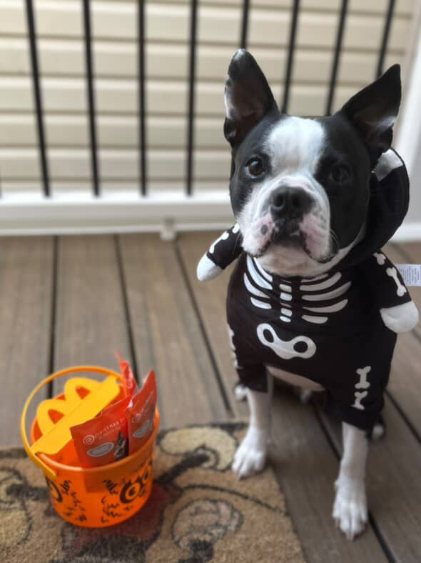 Fun Size Treat Packs for Halloween