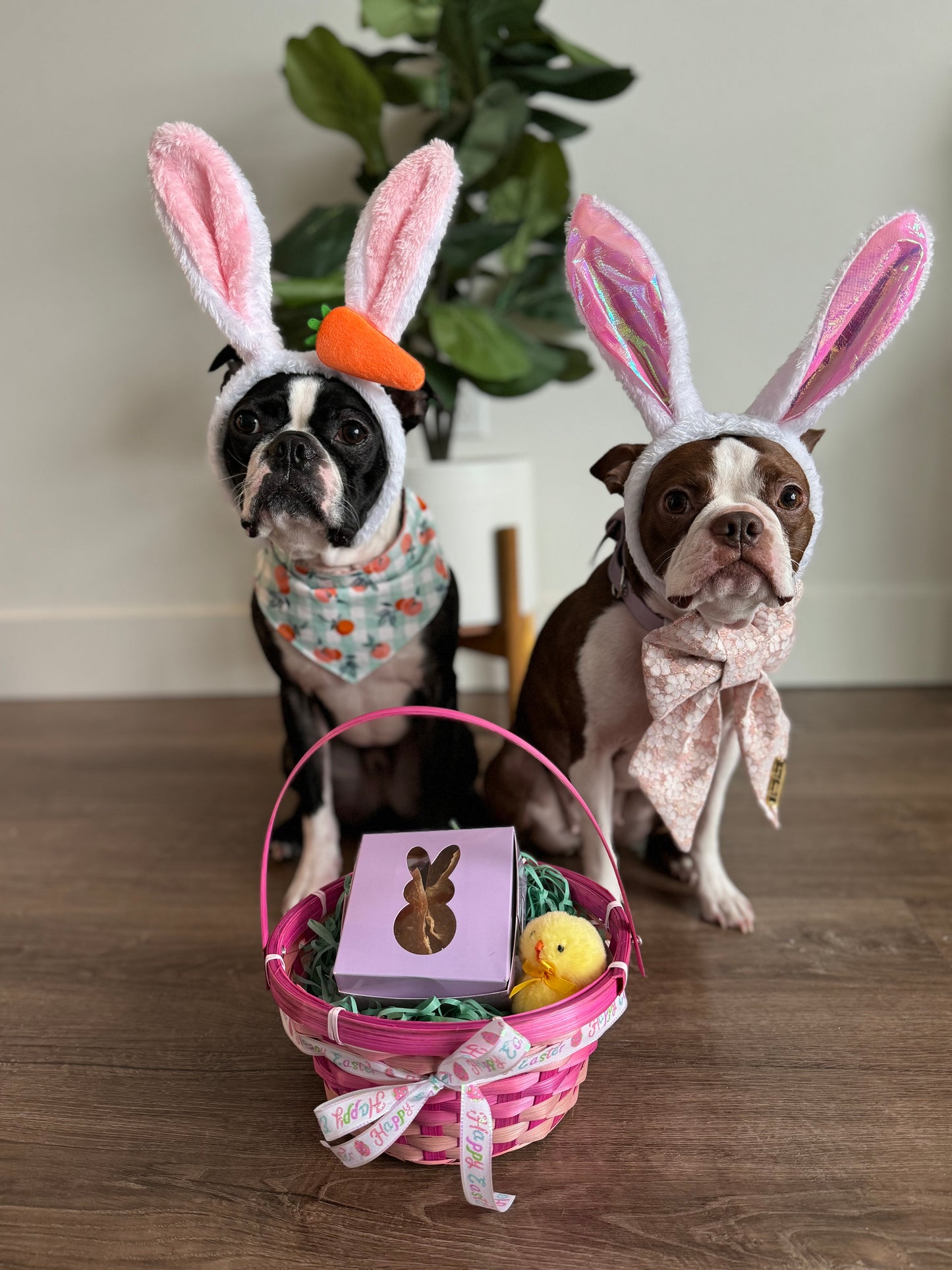 Bunny Boxes PRE-ORDER (Ships by 3/20/26)