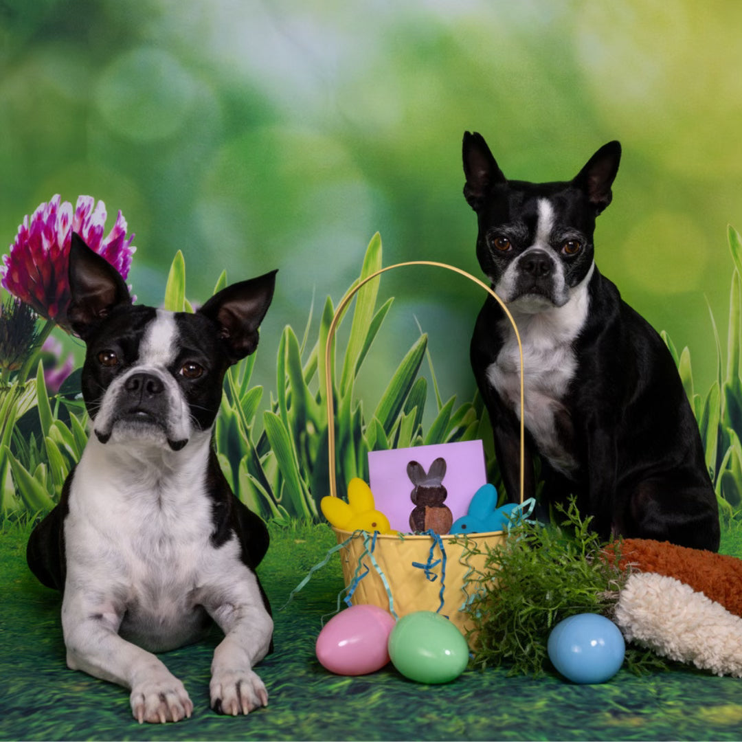 Bunny Boxes PRE-ORDER (Ships by 3/20/26)