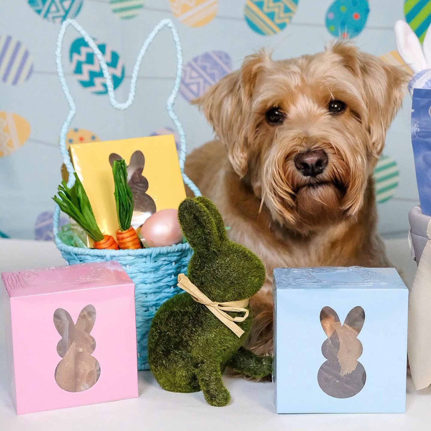 Bunny Boxes PRE-ORDER (Ships by 3/20/26)